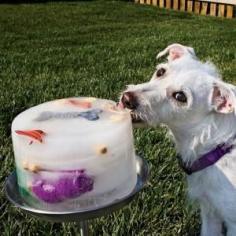 Good idea for my pups who LOVE being outside on hot days! Chicken stock, water frozen with dog treats and toys. Keeps your dogs entertained! Great for summertime to cool them off.