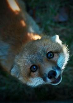 Red Fox Creature of quiet cunning Spirit of observation and silence You teach us that looking and listening Are sometimes more powerful than speaking And when it is time to act You are clever, quick and agile Showing us how to use our instincts and knowing To get what we desire While still living in balance and harmony With our surroundings and our inner power. --Carol Cavalaris