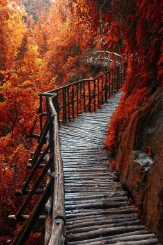 
                    
                        Autumn Red -- by Cristiano Spini on 500px
                    
                