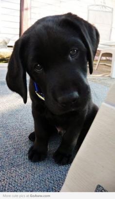 I will never get tired of Black Lab puppy pictures. Labrador Retriever Puppies Dog