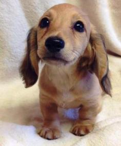 Adorable me -- English Dachshund puppy