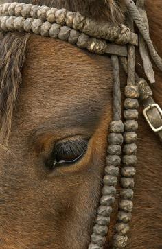 Close Up of a Domestic Horse with Knotted Bull-Hide Bridle at Hacienda Yanahurco, Ecuador Photographic Print by Pete Oxford at Art.com