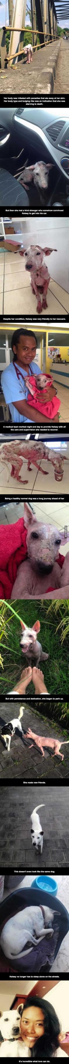 I actually feel like crying whenever I see any animal hurt like that