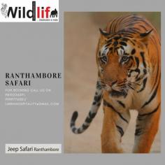 Ranthambore National Park | Ranthanbore Safari
Ranthambore National Park is one of the most roaring and most famous national parks in Northern India. The park is placed in the Sawai Madhopur district of Rajasthan. 
The park is majorly popular for its tiger-cat and is one of the best locations in India to see the majestic predators in its natural habitat. 
Ranthambore Jeep Safari is also included as the popular heritage site. Certainly, a visit to Ranthambore National Park is entertainment for every wildlife and nature lover. 
Book your ranthambore safari online. Ranthambore is one of the biggest tiger reserve and famous national parks and a major wildlife traveler attraction in the country for finding tigers.
For more: http://www.jeepsafariranthambore.com/
For Booking call us on + (91)-9810226091, 9999776081/ limrahospitality@gmail.com.