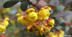 Learn about how Berberine affects your health and what are the risks and side effects of berberine. Berberine Benefits your Heart, Blood Sugar level, and Liver.