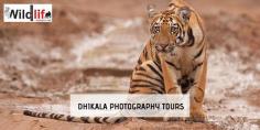 Dhikala Photography Tours give a chance to the rising photographers and nature lovers to enter the world of wildlife and fell the image that you capture in your camera. Participants will be given tips and guidance from expert photographers and naturalists for enhancing their skills and do it in the live project.