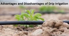 Micro-irrigation system has revolutionized the agricultural World. Find in-depth facts and limitations in the Advantages and Disadvantages of Drip Irrigation.