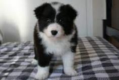 German Shepherd Puppies for Sale: Price in Gurgaon | Mr n Mrs Pet
German Shepherd dog price in Gurgaon - Buy German Shepherd dogs and puppies for sale in Gurgaon. Buy, sell and adopt online German Shepherd dogs and puppies near you from responsible dog breeders.
Call Us: +91- 7597-972-222
Email Us: hello@mrnmrspet.com