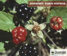 Shop DEWBERRY- RUBUS HISPIDUS 6-12″ from Tennessee Wholesale Nursery only at $1.14 in USA. Shop Now!!!

