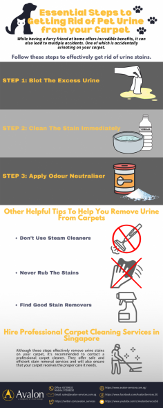 Check out this effective tips and essential reminders to help you get the best results on how to remove urine stains on your carpet.