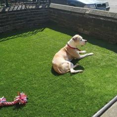 Artificial Grass- Design Your Crystal Clear Pool in a Creative Form

Dogs and children like putting artificial grass, which is one of the most significant advantages people discover. It’s soft and safe for little feet and paws, for starters. Turf is also non-toxic and hypoallergenic, and it absorbs the shock of trips and falls better than real grass. 
