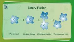 Binary fission