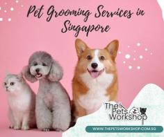 Meet your professional pet groomers in Singapore near Tampines at The Pets Workshop for your fur kids. At Pets Workshop, our stylists are graduated from one of the top pet grooming schools. Summer Zhou, one of our stylists, have ample experience in grooming and is also an award winner of kennel group grooming examinations. Apart from awards and certifications, the essential aspect of pet grooming is to treat your fur kids as our own. We listen to your pets with care and affection and make the grooming session memorable. At Pets Workshop, we provide customised grooming services for your pets. Reach out to us to know more about the available pet grooming services at our outlet.