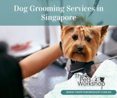 Why is it essential to have a dog groomed by a professional? Finding a good groomer is necessary for your pets. Apart from keeping your pets look good it has numerous health benefits. You can learn more about The Pets Workshop for Dog grooming Singapore; they are award-winning professionals with experience in handling different breeds.Regular bathing of your pets prevents skin irritation and distributes natural oil and removes dead skin. All the services provided by The Pets Workshop are affordable and the friendly nature of the groomers help your pets feel at home. Book an appointment with us to learn more about our dog grooming services in Singapore.