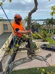 Tree Removal Auckland

When it comes to Tree Removal Auckland, there are a few things you need to know before hiring a tree surgeon. The first step in any tree removal project is to assess the situation. Once this information is known, a plan can be put in place for removal. There are a few different types of tree removal procedures that can be used depending on the type of tree and the surrounding environment. The most common methods are: This is used to remove branches and leaves from large trees near the ground.

Tree Pruning Auckland is an important part  of keeping it healthy. Not all pruning is done the same way, so you need to find the right approach for your tree. Timing is key when it comes to pruning a tree. You don't want to prune too early in the season, when the tree is still growing new branches, or too late in the season when the tree is dormant and not producing new growth. The best time to prune a tree depends on its age, size, and type of tree. When it comes to pruning a tree, there are a few different tools that can be used.

For More Info:-https://rentry.co/Treeremoval
https://www.specimentreecare.co.nz/
