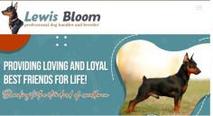 Lewis Bloom Dog Breeder of Clay Center, KS. offers the finest quality healthy puppies. All of the wonderful puppy's Mothers and Fathers have been screened and certified free of one or more genetic defects. All dogs and puppies sold are certified by licensed veterinarians as healthy and up to date on all vaccines and dewormings. USDA 48-A-1316.