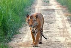 We offer Dudhwa National Park Tour in Mumbai, Maharashtra. Find here details about our company including contact & address.
