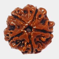 Panch Mukhi Rudraksh

Shiv Kripa Rudraksha Kendra is a government-certified online store to buy an exclusive range of rudraksha products. We are a Haridwar-based rudraksha products provider through online services across the country. We have gained a reputable place in the industry since 1992 as we deliver the best. Buy Govt. lab certified 5 mukhi rudraksha beads online from Shiv Kripa Rudraksha Kendra at best price. Order now and get 100% natural Panchmukhi Rudraksha!