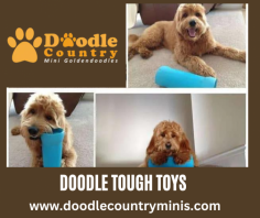 Best Toys For Goldendoodles

Dogs love the sound of an empty water bottle! We designed to provide a protective barrier and its very durable material allows for tough chewers to play with an empty water bottle. Send us an email at angie@doodlecountryminis.com for more details.