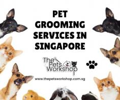 Affordable Pet Grooming Services Singapore

Pet Grooming Services Singapore provides a comprehensive range of services that are designed to make life with pets easier and stress-free. Professional Pet Grooming services help maintain the pet's physical health, as well as its emotional wellbeing. Not only do they remove excess fur and tangles, they also check for skin issues, parasites, and dental hygiene. Pet grooming can even reduce the risk of certain diseases by keeping your pet healthy and clean. Professional Pet Grooming Services offer best practices for pet owners in order to keep their pet looking and feeling their best. Pet groomers will also teach you how to properly care for your pet from bathing techniques, to trimming nails or claws, obeying proper cleaning guidelines that all help protect the overall health of your furry friend. In addition to improve their overall well-being, Pet Grooming Services Singapore can help improve their appearance and make them look like a show dog or cat!
find more info : https://www.thepetsworkshop.com.sg/
