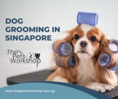 Dog grooming Singapore is becoming increasingly popular, as pet parents are now more aware of the importance of proper grooming for their furry friends. Dog grooming Singapore offer a wide range of services, from basic bathing and clipping to coat styling and dyeing. With the help of experienced groomers, your dog can look their best and stay healthy at the same time. Visit The Pets Workshop, Dog grooming Singapore salon for professional care that your pup deserves!

Click here now : https://www.thepetsworkshop.com.sg/