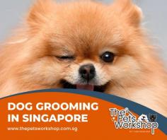 Dog grooming Singapore is an important part of your pup's overall wellbeing and health, as it can help prevent problems like skin irritations and discomfort. Professional grooming ensures that your dog looks their best while also keeping them free from dirt, grime and disease-causing bacteria. Dog grooming Singapore consists of tasks such as brushing, bathing and trimming the fur, usually completed with professional tools that are properly sterilized for each client. Dog owners should make sure to book regular appointments for grooming in order to maintain their pet's hygiene and appearance.

check my reference: https://www.thepetsworkshop.com.sg/