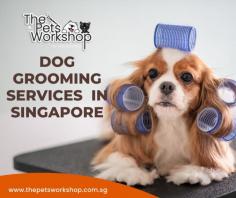 Dog grooming Singapore is an essential part of responsible pet ownership. Not only does it help prevent the spread of parasites and diseases, but regular Dog grooming Singapore also helps keep your pup looking cute, smelling nice, and feeling healthy. Brushing removes mats and tangles that can cause discomfort by pulling on their skin and snagging during play or exercise. Regularly brushing them also helps spread natural oils throughout their fur to make it softer and shinier. Keeping the nails trimmed is important to avoid painful breaks which could not only lead to infection but could also cause difficulty with walking due to discomfort when the nail begins digging into their paw pads. Maintaining a good Dog grooming Service Singapore routine keeps your four-legged pal clean, happy and healthy!

Have a peek here : https://www.thepetsworkshop.com.sg/