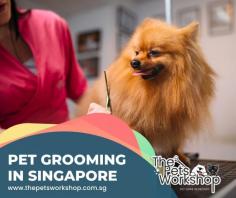 Pet grooming services Singapore are becoming more and more popular, and for good reason. Today’s pet owners take pride in their furry companions and recognize the importance of proper care. Pet grooming services Singapore has the skills needed to keep pets healthy and looking their best, while saving time and stress for those too busy to do the job themselves. Services such as trimming nails, cleaning ears, brushing out mats, bathing, styling hair cut or hair length adjustment, adding colour treatments or scenting all combine to give your pet an enhanced appearance and sense of well-being. So if you want your beloved pet to look amazing, then consider finding a Pet grooming services Singapore that can give them the royal treatment they deserve!
have a peek here : https://www.thepetsworkshop.com.sg/