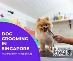 Dog Grooming Singapore a big dog can be a time-consuming task, but it is also essential for maintaining its hygiene. Regular dog grooming Singapore helps to keep your pet healthy and comfortable by preventing skin problems from developing due to infections, matted fur, and parasites. It's important to pay attention to the breed of your large dog as some require more frequent or specialized dog grooming Singapore than others. Brushing is also important; long-haired breeds should be brushed several times per week and short-haired breeds at least once a week. Not only does this help prevent tangles and mats, it distributes natural oils throughout the coat so that it remains healthy and glossy. Whatever grooming you decide upon for your furry friend, it is important to establish good daily habits like brushing, nail clipping, ear cleaning, so they are comfortable with each step in their regular routine.

Source : https://www.thepetsworkshop.com.sg