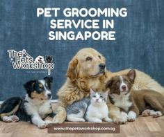 Pet grooming service Singapore is essential for maintaining the health and hygiene of your beloved pets. Regular grooming sessions can help prevent skin and coat problems, such as matting, shedding, and bacterial infections. Pet grooming service Singapore can also help identify any health issues early on, enabling you to take timely action. Professional pet groomers are trained to handle various breeds of dogs and cats and know how to groom them appropriately. They use specialized tools and techniques to ensure that your pet is comfortable and safe during the grooming process. Moreover, professional groomers can offer additional services such as nail trimming, ear cleaning, and dental care that are crucial for your pet’s overall health. Grooming sessions can also be a bonding experience between you and your pet, strengthening your relationship and promoting a sense of trust and comfort. Additionally, regular grooming can keep your pet smelling fresh and looking great, which can be a source of pride for pet owners. In conclusion, pet grooming service Singapore is vital for maintaining the health and hygiene of your pets, preventing potential health issues, and promoting a strong bond between you and your furry companion.

Click here : https://www.thepetsworkshop.com.sg/