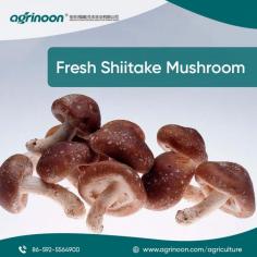 Buy China Shiitake Log from Agrinoon

With Agrinoon and its carefully selected raw materials that are used for growing mushrooms, you can we encourage customers to buy Shiitake Spawns from us which cater to the highest quality. We also offer different growing mediums to the customers for selling products in the local market. Our offerings allow you get the highest quality spawn for better yield and it can be customized according to the requirements. You can take a look at the products we offer for growing mushrooms and the offering of Mushroom Logs For Sale shows the excellence of cultivation.

Know More: https://www.agrinoon.com/agriculture/chinese-shitake-mushroom-logs-1-oyster-mushroom-spawns/

