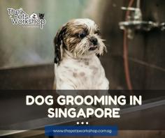 Dog grooming Singapore services offer a range of services to keep your furry companion looking and feeling their best. These services typically include bathing, haircuts, nail trimming, ear cleaning, and teeth brushing. Experienced dog groomers can also provide additional services such as flea treatments, anal gland expression, and paw pad treatments. Grooming your dog not only keeps them looking good, but it also helps to prevent health issues such as skin infections and painful matting of fur. Regular grooming sessions allow groomers to check for any potential health issues and address them before they become serious. With the help of professional dog groomers in Singapore, your furry friend can have a stress-free grooming experience and come out looking and feeling great. Moreover, dog grooming Singapore provide a safe and hygienic environment, with specialized tools and techniques, to make sure that your dog is well taken care of during their grooming session. By availing of dog grooming Singapore, you can be assured that your furry friend receives the best possible care and attention to maintain their health and appearance.

Website : https://www.thepetsworkshop.com.sg/