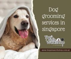 As a pet owner, there are several important things you should know before dog grooming. Here are some key points to consider:

Regular grooming is essential: Dog Grooming Singapore is not just about keeping your dog looking good; it is also important for their overall health and well-being. Regular grooming sessions help maintain a clean and healthy coat, prevent matting, reduce shedding, and allow you to spot any potential skin issues or parasites.

Understand your dog’s specific grooming needs: Different dog breeds have different dog Grooming Singapore requirements. It is crucial to research and understand the specific grooming needs of your dog’s breed or consult a professional groomer for guidance. Factors such as coat type, length, texture, and density will determine the grooming techniques, tools, and frequency required.

Invest in proper grooming tools: To groom your dog effectively, you’ll need the right tools. These may include brushes, combs, clippers, nail trimmers, ear cleaning solutions, toothbrushes, and grooming scissors. Choose high-quality tools suitable for your dog’s coat type and size, and ensure they are clean and well-maintained.

Start grooming early and make it a positive experience: Introduce your dog Grooming Singapore from a young age to help them become comfortable and relaxed during the process. Gradually accustom them to being handled, brushed, and touched in sensitive areas. Use positive reinforcement, treats, and praise to associate grooming with positive experiences.

Regularly brush your dog’s coat: Brushing your dog’s coat not only removes loose hair but also stimulates the skin, improves blood circulation, and distributes natural oils, promoting a healthy coat. The frequency of brushing will depend on your dog’s coat type — long-haired breeds generally require daily brushing, while shorter-haired breeds may need brushing a few times a week.

Bathing your dog: Bathe your dog as needed, typically every 4–8 weeks or when they get dirty. Use a dog-specific shampoo and lukewarm water. Ensure you thoroughly rinse off the shampoo to avoid skin irritation. Avoid getting water in the ears and eyes, and use cotton balls to protect the ears. After bathing, dry your dog with towels or a pet-specific blow dryer on a low heat setting.

Nail trimming: Regular nail trims are important to prevent overgrowth, discomfort, and potential injuries. Acquaint your dog with the nail trimming process gradually, using positive reinforcement. Use proper nail trimmers designed for dogs and be cautious not to cut too close to the quick (the sensitive area inside the nail).

Ear cleaning: Regularly check and clean your dog’s ears to prevent infections and buildup of wax or debris. Use a dog-specific ear cleaning solution and cotton balls or pads. Gently wipe the visible parts of the ear, avoiding deep insertion into the ear canal.

Dental care: Dental hygiene is crucial for your dog’s overall health. Brush their teeth regularly using a dog-specific toothbrush and toothpaste. Dental chews, toys, and treats can also help reduce plaque buildup.

Know when to seek professional help: While many grooming tasks can be done at home, there may be instances where professional grooming services are necessary. Professional groomers have the expertise, experience, and specialized equipment to handle complex grooming needs or specific breed cuts. If you’re unsure or uncomfortable performing certain grooming tasks, consider seeking professional assistance.

Remember, dog Grooming Singapore is a bonding experience that strengthens the relationship between you and your pet. Be patient, gentle, and always prioritize their safety and comfort during the grooming process.

Website :https://www.thepetsworkshop.com.sg/