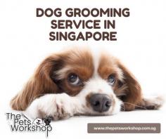 Dog grooming Singapore is a popular service for pet owners who want to keep their furry friends looking and feeling their best. The Dog grooming Singapore process can include a variety of services such as bathing, brushing, trimming, and nail clipping. There are many dog grooming salons and mobile groomers throughout Singapore that offer these services. These businesses typically use high-quality products and equipment to ensure that each dog receives the best care possible. Some groomers may even offer additional services such as dental cleaning, ear cleaning, and de-shedding. Overall, dog grooming in Singapore is a great way to maintain a healthy and happy pet.
Website : https://www.thepetsworkshop.com.sg/