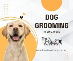 When it comes to dog grooming Singapore, there are several factors to consider to ensure the best care for your furry friend. Firstly, you should take into account the breed and coat type of your dog. Different breeds have different grooming needs, and understanding your dog’s specific requirements will help you determine the frequency and type of dog grooming Singapore necessary. Factors such as coat length, thickness, and texture will influence the grooming techniques and tools you’ll need.

Another important factor is your dog’s temperament and comfort level with grooming. Some dogs may require more frequent grooming sessions to keep their coat in good condition, while others may find grooming stressful and may need a more patient and gradual approach.

Consider the specific dog grooming Singapore tasks required, such as brushing, bathing, nail trimming, ear cleaning, and teeth brushing. Determine whether you can handle these tasks yourself or if you may need professional grooming services.

Lastly, ensure that you have the right dog grooming Singapore tools and products suitable for your dog’s coat and skin type. This includes brushes, combs, shampoos, conditioners, clippers, and other grooming accessories.

By considering these factors, you can create a dog grooming Singapore routine that meets your dog’s individual needs, promoting their overall health, comfort, and appearance.

Website : https://www.thepetsworkshop.com.sg/