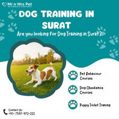 Dog Training in Surat	

Are you looking for Dog Training in Surat? Our professional trainers provide personalized programs for obedience training, behaviour modification, and puppy training. Build a strong bond with your furry friend using positive reinforcement techniques. Book your dog trainer in Surat online today and be worry-free; Contact us now for a rewarding training experience!

View Site: https://www.mrnmrspet.com/dogs-training-in-surat


