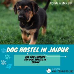 Are You Looking for Dog Boarding Services in Jaipur? Your beloved pet will enjoy a comfortable and safe stay at our expertly managed facility. Count on us to provide you with the best care and a great time! Book your Dog Boarding in Jaipur online today and be worry free; Contact us now for a rewarding dog hostel experience!
vist site : https://www.mrnmrspet.com/dog-hostel-in-jaipur
