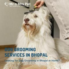 Are you Looking for Dog Grooming Services in Bhopal at Home? Our expert and certified pet groomer in Bhopal will come to your home and groom your pet. Book your dog grooming service in Bhopal today and be worry-free; Contact us now for a rewarding Grooming experience!

Visit Site: https://www.mrnmrspet.com/dog-grooming-in-bhopal
