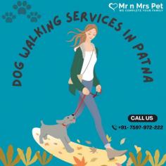 Are You Looking for Dog Walkers in Patna? Our experienced team of dog walkers is dedicated to keeping your furry friend active, happy, and well-socialized. Book your dog Walkers online today and be worry-free; Contact us now.
visit site : https://www.mrnmrspet.com/dog-walking-in-patna
