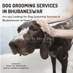 Are you Looking for Dog Grooming Services in Bhubaneswar at Home? Our expert and certified pet groomer in Bhubaneswar will come to your home and groom your pet. Book your dog grooming service in Bhubaneswar today and be worry-free; Contact us now for a rewarding Grooming experience!

Visit Site: https://www.mrnmrspet.com/dog-grooming-in-bhubaneswar
