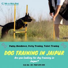 Dog Trainer in Jaipur	

Looking for Dog Trainer in Jaipur? Our professional trainers provide personalized programs for obedience training, behaviour modification, and puppy training. Build a strong bond with your furry friend using positive reinforcement techniques. Book your dog trainer in Jaipur online today and be worry-free; Contact us now for a rewarding training experience!

View Site: https://www.mrnmrspet.com/dogs-training-in-jaipur
