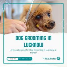 Dog Groomers in Lucknow	

Are you Looking for Dog Groomers in Lucknow at Home? Our expert and certified pet groomers in Lucknow will come to your home and groom your pet. Book your dog groomers in Lucknow today and be worry-free; Contact us now for a rewarding grooming experience!

View Site: https://www.mrnmrspet.com/dog-grooming-in-lucknow
