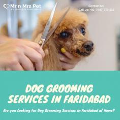Are you Looking for Dog Grooming Services in Faridabad at Home? Our expert and certified pet groomer in Faridabad will come to your home and groom your pet. Book your dog grooming service in Faridabad today and be worry-free; Contact us now for a rewarding Grooming experience!

View Site: https://www.mrnmrspet.com/dog-grooming-in-faridabad
