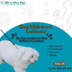 Are You Looking for Dog Walkers in Lucknow? Our experienced team of dog walkers is dedicated to keeping your furry friend active, happy, and well-socialized. Book your dog Walkers online today and be worry-free; Contact us now.
vist site : https://www.mrnmrspet.com/dog-walking-in-lucknow
