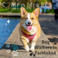 Are You Looking for Dog Walkers in Faridabad? Our experienced team of dog walkers is dedicated to keeping your furry friend active, happy, and well-socialized. Book your dog Walkers online today and be worry-free; Contact us now.
