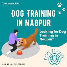 Dog Training in Nagpur	

Are you looking for Dog Training in Nagpur? Our professional trainers provide personalized programs for obedience training, behaviour modification, and puppy training. Build a strong bond with your furry friend using positive reinforcement techniques. Book your dog trainer in Nagpur online today and be worry-free; Contact us now for a rewarding training experience!

View Site: https://www.mrnmrspet.com/dogs-training-in-nagpur

