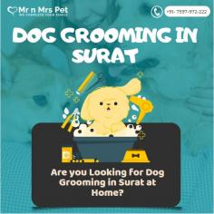 Dog Groomers in Surat	

Are you Looking for Dog Groomers in Surat at Home? Our expert and certified pet groomers in Surat will come to your home and groom your pet. Book your dog groomers in Surat today and be worry-free; Contact us now for a rewarding grooming experience!

View Site: https://www.mrnmrspet.com/dog-grooming-in-surat

