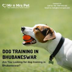Looking for dog training in Bhubaneswar? Our professional trainers provide personalized programs for obedience training, behaviour modification, and puppy training. Build a strong bond with your furry friend using positive reinforcement techniques. Book your dog trainer in Bhubaneswar online today and be worry-free; Contact us now for a rewarding training experience!

Visit Site: https://www.mrnmrspet.com/dogs-training-in-bhubaneswar
