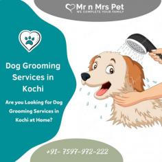 Dog Groomers in Kochi

Are you Looking for Dog Groomers in Kochi at Home? Our expert and certified pet groomers in Kochi will come to your home and groom your pet. Book your dog groomers in Kochi today and be worry-free; Contact us now for a rewarding grooming experience!

View Site: https://www.mrnmrspet.com/dog-grooming-in-kochi

