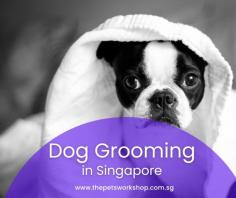 The importance of professional dog grooming Singapore cannot be overstated. Beyond enhancing your pet’s appearance, grooming plays a crucial role in their overall health and well-being. Singapore’s diverse canine community includes a wide range of breeds, each with its own unique grooming needs.

Long-haired breeds like the Shih Tzu, Maltese, and Afghan Hound demand meticulous attention. Regular brushing and trimming are essential to prevent matting and discomfort. Meanwhile, short-haired breeds like the Labrador Retriever and Beagle benefit from regular baths and shedding control to maintain healthy skin and coat.

Certain breeds, like the Poodle and Bichon Frise, require specialized grooming techniques for their distinctive coats. This might include regular trims and specific styles to keep them looking their best.

At our Singapore dog grooming salon, we understand that one size does not fit all. Our experienced groomers are well-versed in the unique requirements of various breeds. Whether your dog is a fluffy Pomeranian or a sleek Doberman, we tailor our services to ensure they leave our salon looking and feeling their absolute best. Trust us to pamper your beloved furry friend in the way they deserve.

Website : https://www.thepetsworkshop.com.sg/